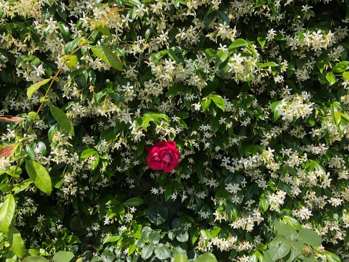 Sensory Garden Bed and Breakfast San Daniele del Friuli Exteriör bild