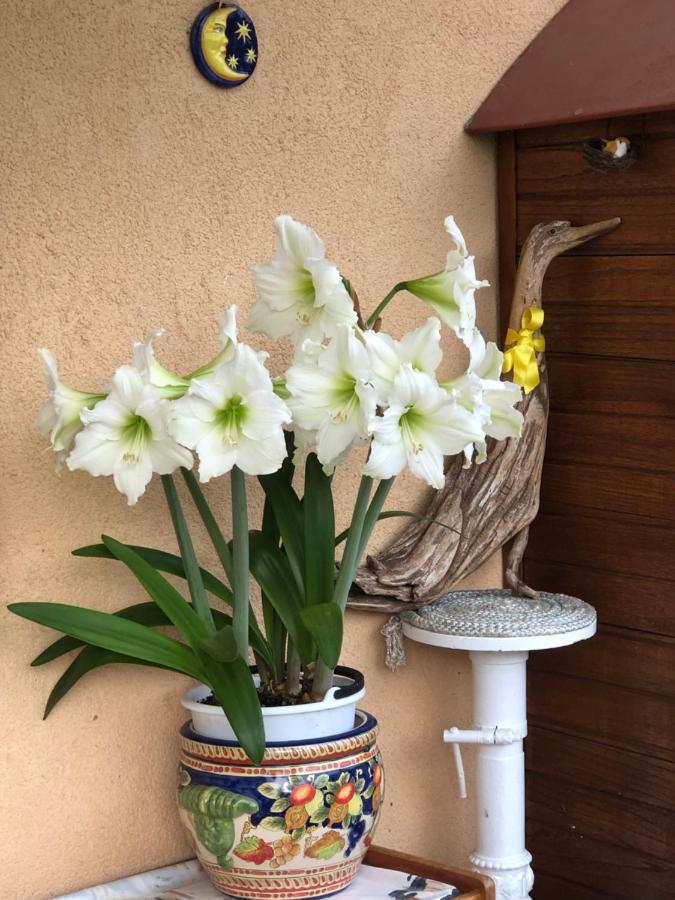 Sensory Garden Bed and Breakfast San Daniele del Friuli Exteriör bild